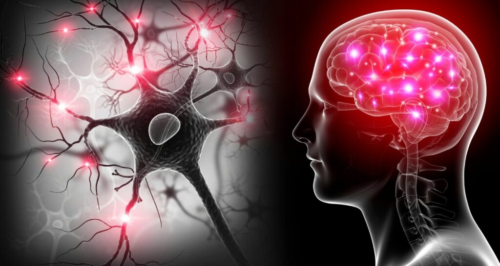 neuroplasticity_brain