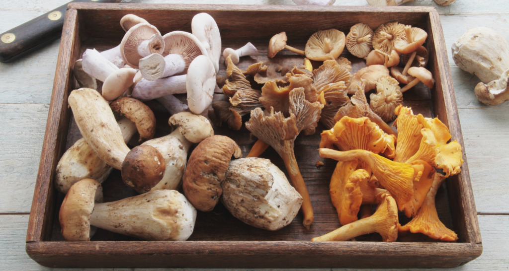 Mushrooms as Medicine